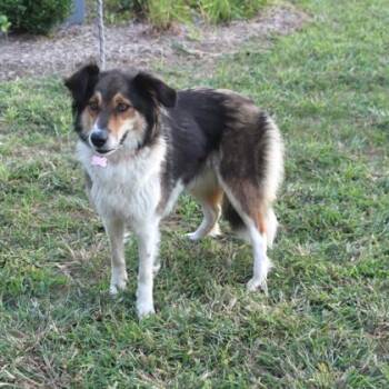 Kendal -  Collie and Mixed Breed Dog for Adoption in Elk Grove Village, Illinois - Kendal | PetCurious