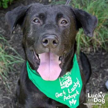 Mikey -  Labrador Retriever and Retriever Dog for Adoption in Washington, District Of Columbia - Mikey | PetCurious