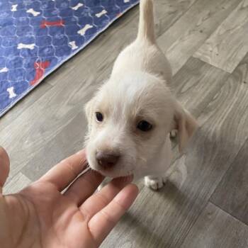 Border Terrier Dogs Available for Adoption in Escondido, California - Zinnia | PetCurious