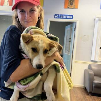 Chelsea Love -  Terrier Dog for Adoption in St. Louis, Missouri - Chelsea Love | PetCurious