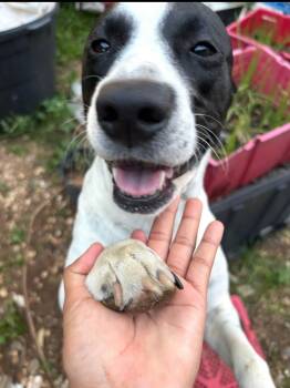 Emily -  Terrier Dog for Adoption in Pompano Beach, Florida - Emily | PetCurious