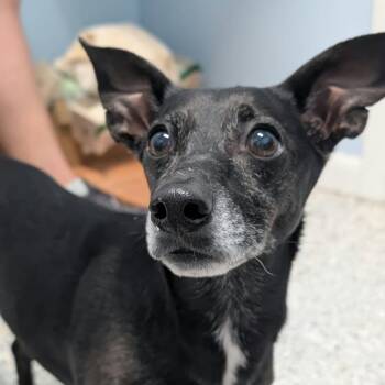 Ember -  Chihuahua Dog for Adoption in Madison, Wisconsin - Ember | PetCurious