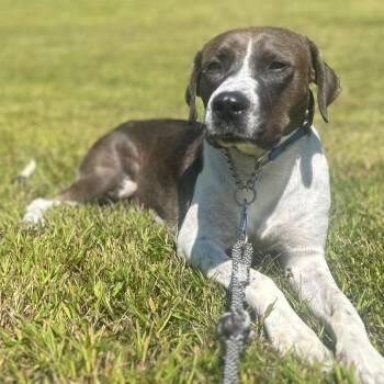Mollie -  Mixed Breed and Chocolate Labrador Retriever Dog for Adoption - Mollie | PetCurious