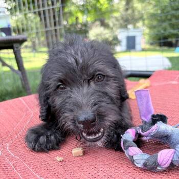 Archie -  Mixed Breed Dog for Adoption in Madison, Wisconsin - Archie | PetCurious