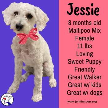 Rescue Maltipoo Dogs for Adoption in Glendora, California - Jessie | PetCurious