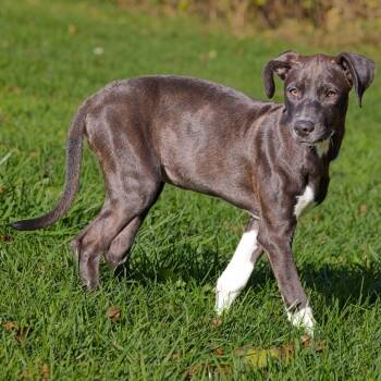 Rescue Labrador Retriever Dogs for Adoption in South Elgin, Illinois - Cinder | PetCurious