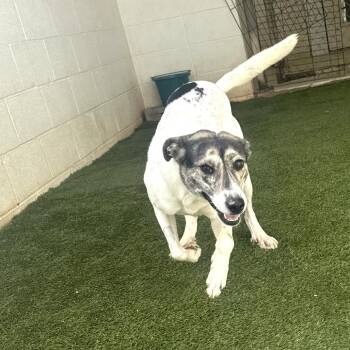 Hound and Mixed Breed Dogs Available for Adoption in Loxahatchee Groves, Florida - Ethel 9470 | PetCurious
