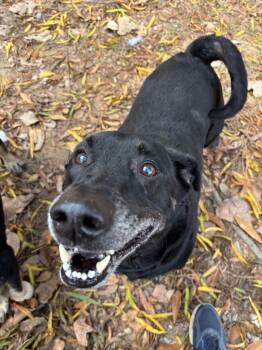 Rescue Labrador Retriever and Basset Hound Dogs for Adoption in Little Rock, Arkansas - Beanie | PetCurious