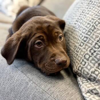 Triangulum -  Mixed Breed Dog for Adoption in Park City, Utah - Triangulum | PetCurious