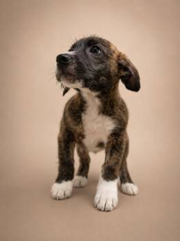 Comet -  Pit Bull Terrier Dog for Adoption in Chuckey, Tennessee - Comet | PetCurious