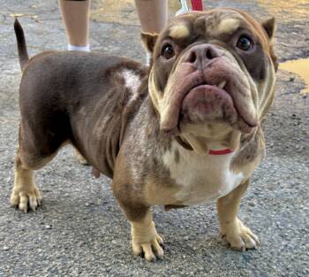GRACE -  American Bulldog Dog for Adoption in Margate, Florida - GRACE | PetCurious