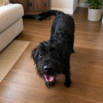 Ace -  Poodle and Mixed Breed Dog for Adoption in Baton Rouge, Louisiana - Ace | PetCurious