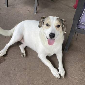 Bella -  Labrador Retriever Dog for Adoption in Magnolia, Texas - Bella | PetCurious