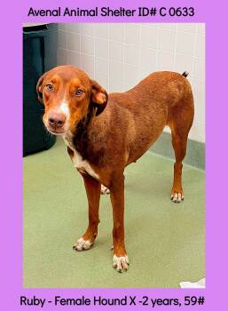 Ruby -  Hound Dog for Adoption in Avenal, California - Ruby | PetCurious