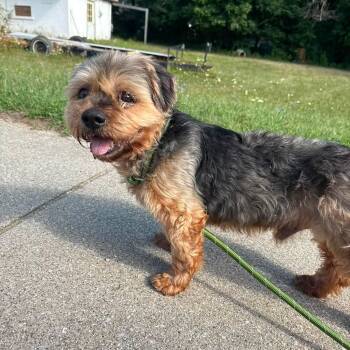Zeppelin -  Yorkshire Terrier and Shih Tzu Dog for Adoption in Alma, Michigan - Zeppelin | PetCurious