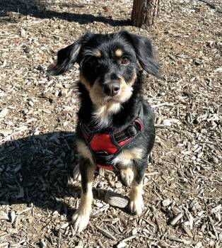 Rescue Terrier and Mixed Breed Dogs for Adoption in Calimesa, California - Sam | PetCurious