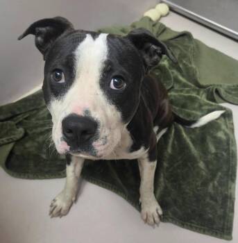 Rodeo -  Boxer and Terrier Dog for Adoption in Sherwood, Arkansas - Rodeo | PetCurious