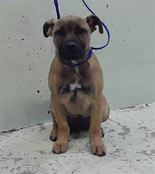 Staffordshire Bull Terrier and Mixed Breed Dogs Available for Adoption - A2060637 | PetCurious