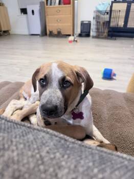 Australian Cattle Dog Blue Heeler and Bluetick Coonhound Dogs Available for Adoption - Earl Grey (AKA: Eggy) | PetCurious