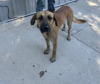 Rescue Hound and Mountain Cur Dogs for Adoption in Lawrenceburg, Tennessee - HENRY | PetCurious