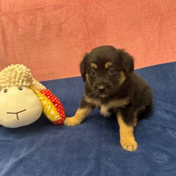 Border Collie Dogs Available for Adoption - Nelson | PetCurious