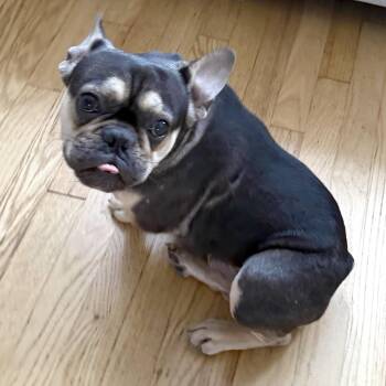 Silsbee -  French Bulldog Dog for Adoption - Silsbee | PetCurious
