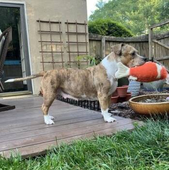 Angel Food Cake -  American Staffordshire Terrier and English Bulldog Dog for Adoption in Midlothian, Virginia - Angel Food Cake | PetCurious