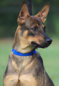 Remy -  German Shepherd Dog Dog for Adoption in North Fort Myers, Florida - Remy | PetCurious
