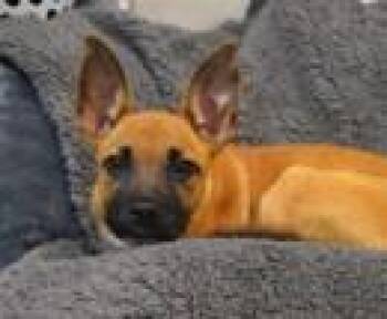 Oscar -  Belgian Shepherd Malinois and Mixed Breed Dog for Adoption in Morton Grove, Illinois - Oscar | PetCurious
