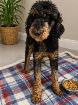 Poodle Dogs Available for Adoption in Malvern, Pennsylvania - Nikita | PetCurious