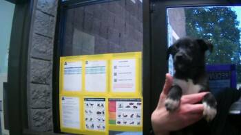 Rescue Pit Bull Terrier and Mixed Breed Dogs for Adoption in Tulsa, Oklahoma - SPINELLI | PetCurious