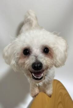 Maltese and Poodle Dogs Available for Adoption - Autumn-2yo 10lb Girl! | PetCurious