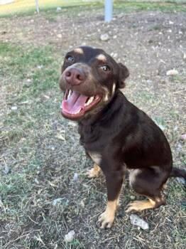 Chihuahua Dogs Available for Adoption - Hazel  | PetCurious