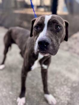 Pit Bull Terrier and Mixed Breed Dogs Available for Adoption - Dexter (Underdog) | PetCurious