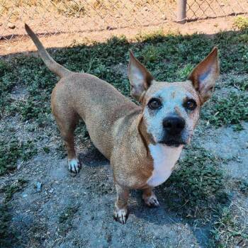 Opi -  Dachshund and Mixed Breed Dog for Adoption in Corpus Christi, Texas - Opi | PetCurious