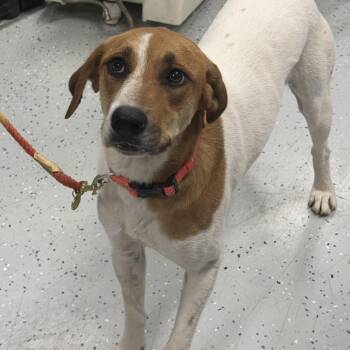 Harper -  Great Pyrenees and Mixed Breed Dog for Adoption in Falls Church, Virginia - Harper | PetCurious