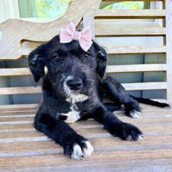 Black Labrador Retriever and Schnauzer Dogs Available for Adoption in Foley, Alabama - Bunny | PetCurious