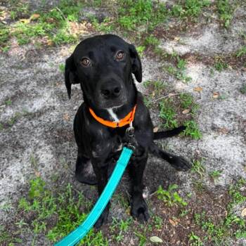 Snickers -  Black Labrador Retriever and Mixed Breed Dog for Adoption in Pinellas Park, Florida - Snickers | PetCurious