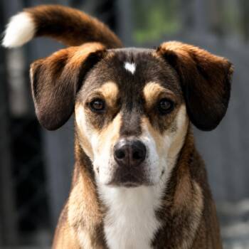 Delphina -  Hound Dog for Adoption in Thomasville, North Carolina - Delphina | PetCurious
