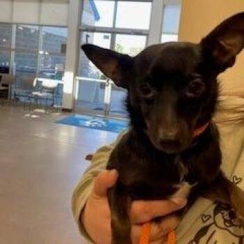 Chihuahua Dogs Available for Adoption in York, Pennsylvania - YORK-Stray-15492 | PetCurious