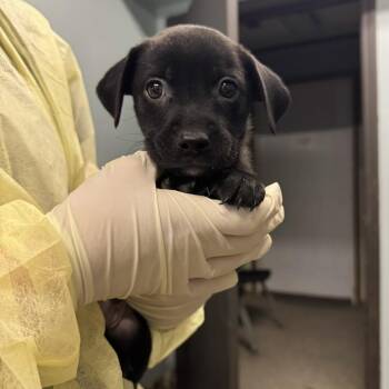 Clover -  Mixed Breed Dog for Adoption in Columbia, Missouri - Clover | PetCurious