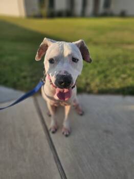 Rescue Bull Terrier Dogs for Adoption in Waxahachie, Texas - Ellie | PetCurious