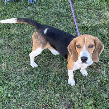 Dixie 2026 -  Beagle Dog for Adoption in Cincinnati, Ohio - Dixie 2026 | PetCurious