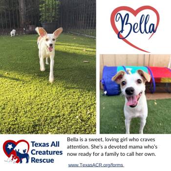 Bella -  Rat Terrier and Chihuahua Dog for Adoption in Alvarado, Texas - Bella | PetCurious