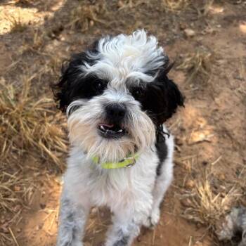 Edward -  Shih Tzu Dog for Adoption in Cedar Creek, Texas - Edward | PetCurious