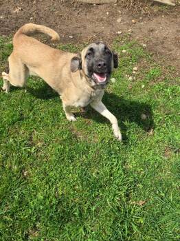 Anatolian Shepherd Dogs Available for Adoption in Angola, Indiana - Fauna | PetCurious