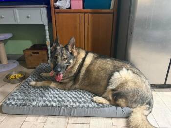 Girl shepherd -  German Shepherd Dog Dog for Adoption in Panama City, Florida - Girl Shepherd | PetCurious