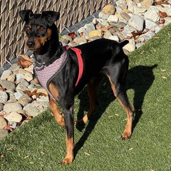 Rescue Miniature Pinscher Dogs for Adoption in Clifton, New Jersey - Meet BISHOP - Friendly, Sweet Little Male Min Pin! Quiet, Small, | PetCurious