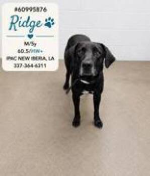 Ridge -  Rhodesian Ridgeback Dog for Adoption in New Iberia, Louisiana - Ridge | PetCurious