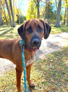 Dazee - Good with Cats -  Redbone Coonhound Dog for Adoption in North Bay, Ontario - Dazee - Good With Cats | PetCurious